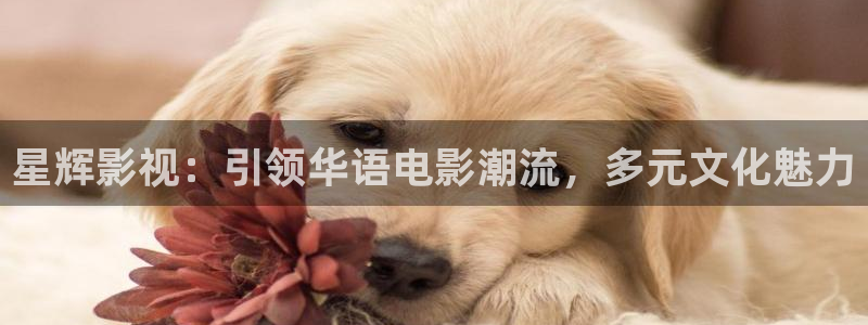 超碰aⅴ在线：星辉影视：引领华语电影潮流，多元文化魅力